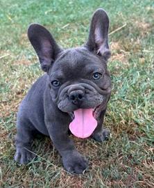 Cuccioli bulldog francese blu e blu merle