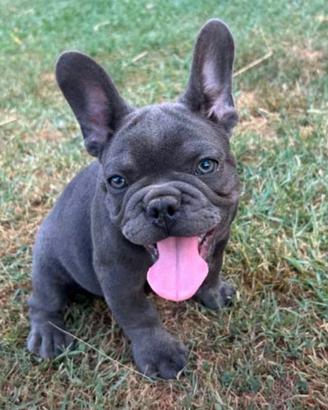 Cuccioli bulldog francese blu e blu merle