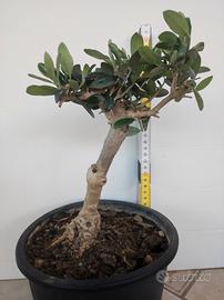 Ulivo prebonsai U21