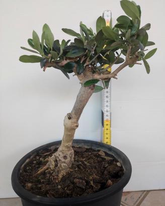 Ulivo prebonsai U21