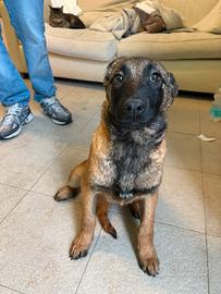 Pastore belga malinois