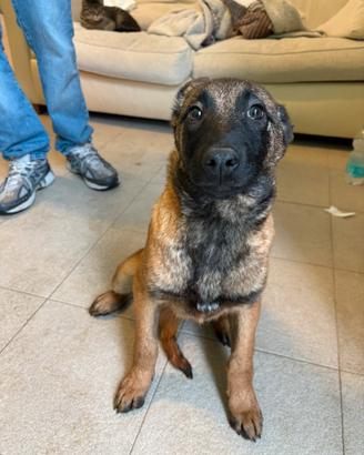 Pastore belga malinois