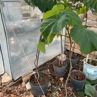 Paulownia ibiscus mandorlo