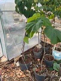 Paulownia ibiscus mandorlo