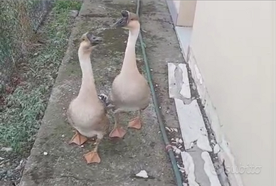 Oche del campidoglio maschi