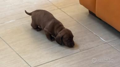 Bassotti a pelo corto nano