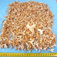 Denti Fossili di Squalo Autentici – Eocene 