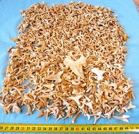 Denti Fossili di Squalo Autentici – Eocene 