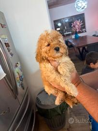 Barboncini toy e minitoy