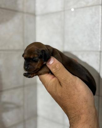 Bassotti kaninchen cuccioli