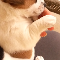 Jack russell