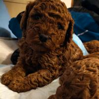 Cuccioli barboncino red