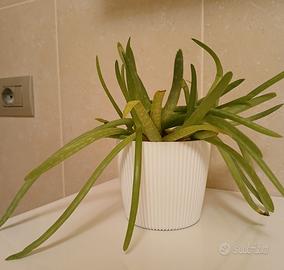 Aloe vera pianta 