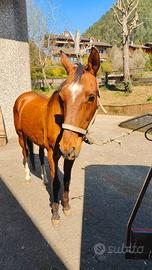Cavallo Akhal-Teke