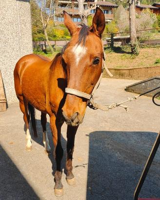 Cavallo Akhal-Teke