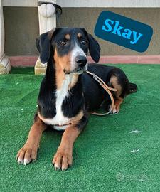 Cucciolo simil Beagle