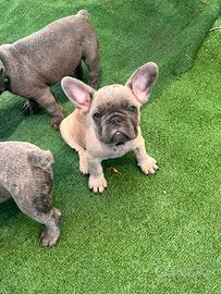 Cuccioli bulldog francese, blu esotici