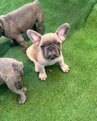 Cuccioli bulldog francese, blu esotici