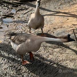 Coppia oche cignoidi allevate in purezza