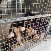 Cuccioli Akita Americano