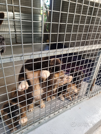 Cuccioli Akita Americano