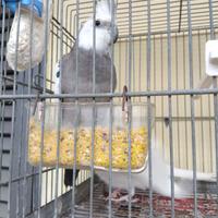 Coppia calopsite con gabbia