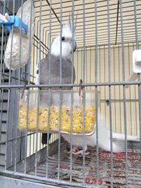 Coppia calopsite con gabbia