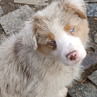 Cucciolo border collie Red Merle