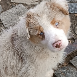 Cucciolo border collie Red Merle