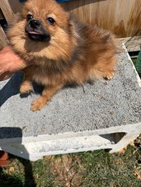 Cucciolo di Spitz Tedesco Nano Fulvo