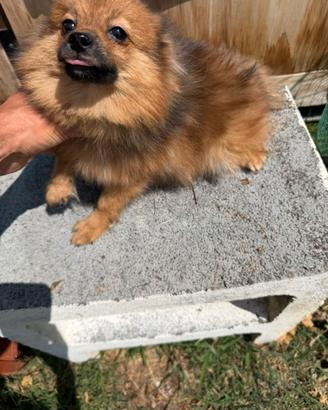 Cucciolo di Spitz Tedesco Nano Fulvo