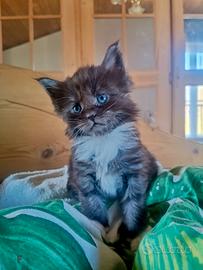 Cuccioli Manine Coon