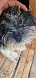 Shihtzu