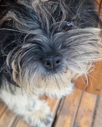 Shihtzu
