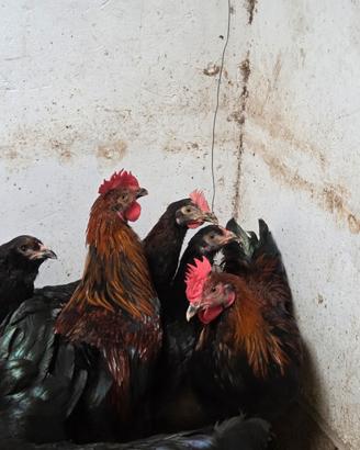 Galli marans giovani 2026