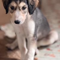 Saluki levrieri persiani cuccioli