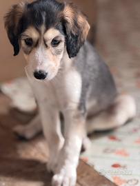 Saluki levrieri persiani cuccioli