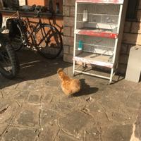 Gallo e tre galline di razza moroseta