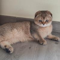 Scottish Fold