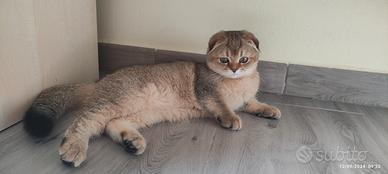 Scottish Fold
