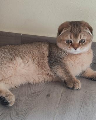 Scottish Fold