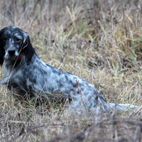 Setter Inglese femmina da caccia