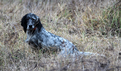 Setter Inglese femmina da caccia