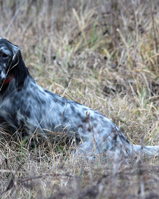 Setter Inglese femmina da caccia