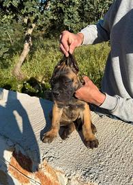 Cuccioli di cane corso 80giorni