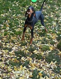 SEGUGIO 3 anni nero focato