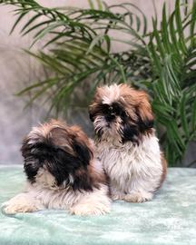 Shih tzu