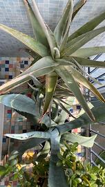 Aloe e agave (entrambe di 6 anni)