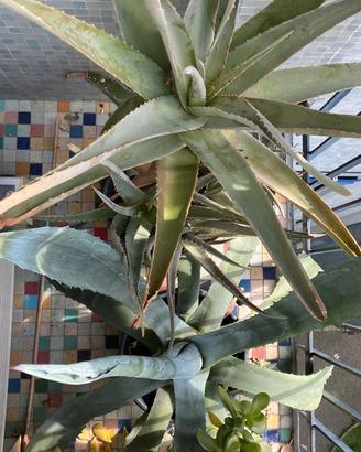 Aloe e agave (entrambe di 6 anni)