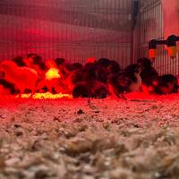 Pulcini marans australorp araucana galline